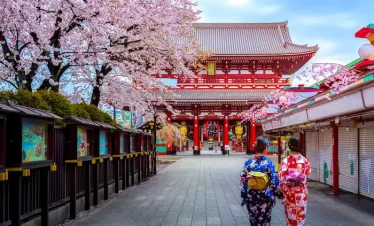 BEAUTIFUL CHERRY BLOSSOM