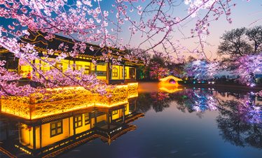 BEAUTIFUL CHERRY BLOSSOM