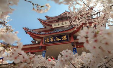 BEAUTIFUL CHERRY BLOSSOM